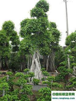 促使树桩盆景苏醒与休眠有什么方法 图片