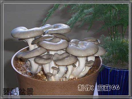 大学生投资盆景致富