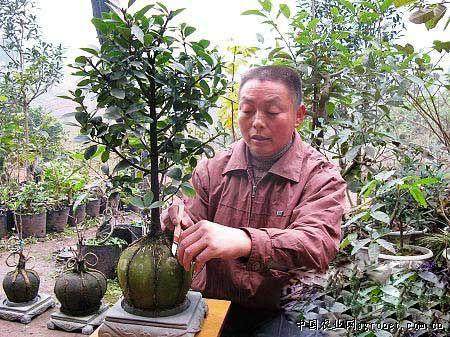 残疾队官带领村民共同盆景致富