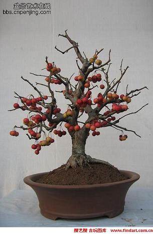 果树盆景的夏季修剪