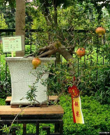 解读果树盆景的十大忌