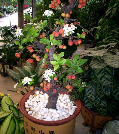 盆景果树前景