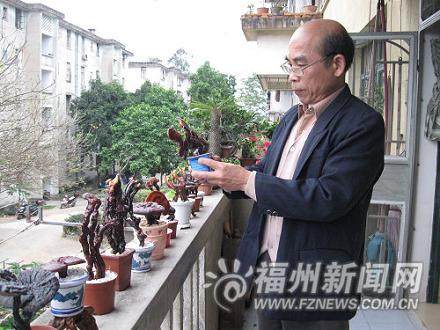 福州 退休老师迷上制造灵芝盆景
