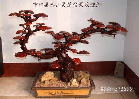灵芝做盆景卖出天价
