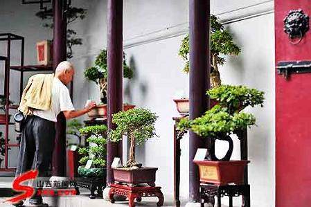 第二届太原晋韵盆景艺术节揭幕