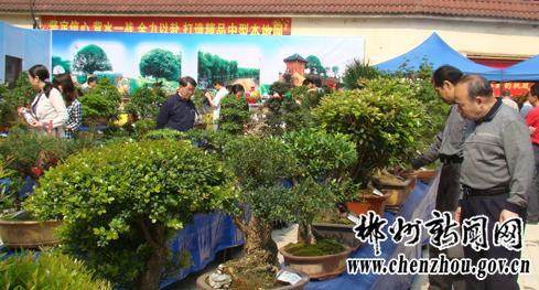 郴州市举办第一届盆景艺术展览会