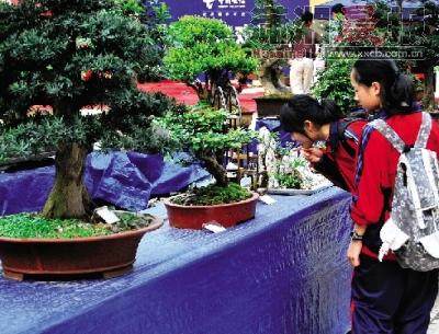 郴州举行首届盆景艺术展