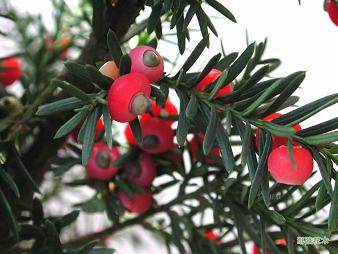 携手福清红豆杉健康馆走进福清融侨国际公馆