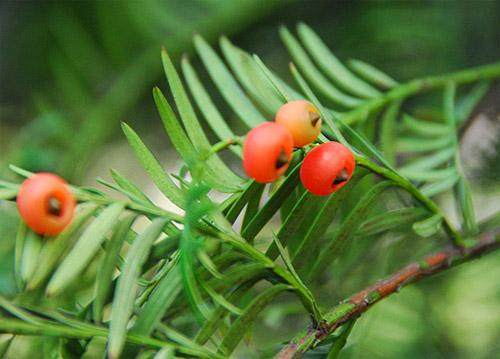 拨96577红豆杉盆景送到家