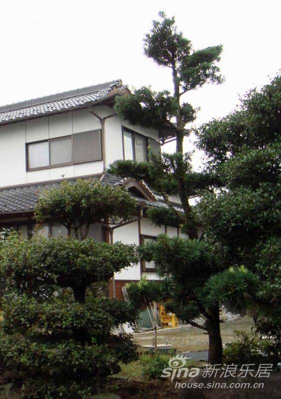 日本松树盆景