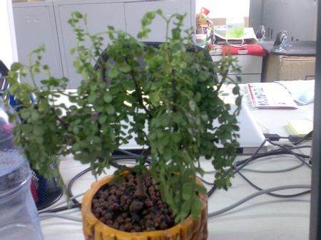 我想知道这种盆景植物的名字和养殖方法