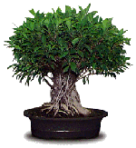 美国印第安娜的无花果盆景 图片