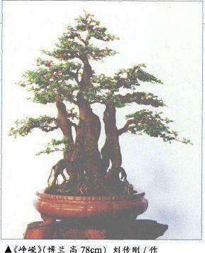 刘传刚盆景