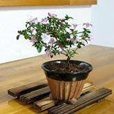 “香丁木”的照片