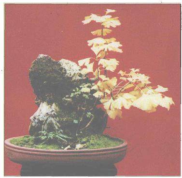 银杏盆景《秋之韵》 图片