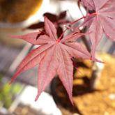 野村红叶盆景怎么培育的4个方法