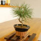 赤松盆景怎么培育的4个方法