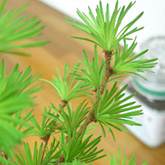 从松盆景怎么培育的4个方法