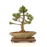 针枞盆景怎么培育的4个方法