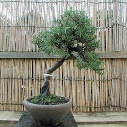 錦松盆景怎么培育的5个方法