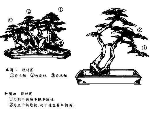 图解 如何赤楠盆景树桩制作成悬崖式