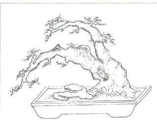 笔者拟将采取4个步骤 打造此盆景的未来