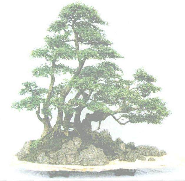 古郢楚都的魏文富盆景作品欣赏