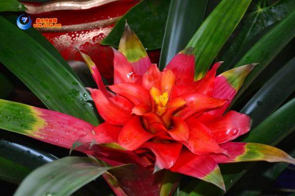 室内盆景竞艳冬季花卉市场