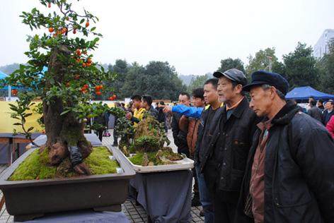 龙山县庆祝盆景赏石优秀作品展示 图片