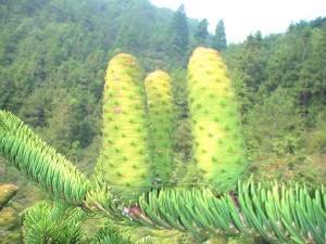 庆元有株日本冷杉结了208个果子 图片