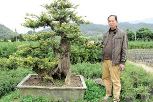 吴挺强和他的澳洲杉盆景 图片