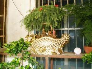 大型的澳洲杉盆景则在200元左右