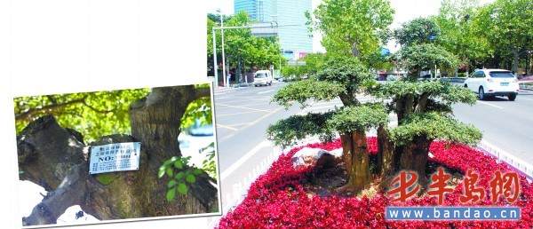 青岛种植名贵的对节白蜡 值不值？ 图片