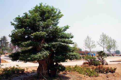 日照市的对节白蜡成功移植到香店河润心广场 图片