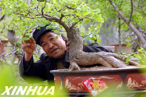 38岁的银杏盆景今挂果 图片