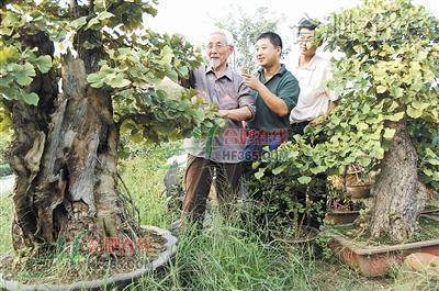 阜阳市颍州区卜子东村的银杏盆景 图片