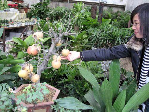 南昌首次引进苹果树盆景（图）