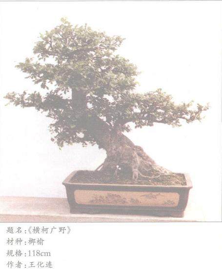 夺万木之神韵写千山之性灵_江苏泗洪第三届盆景展评_祁斌