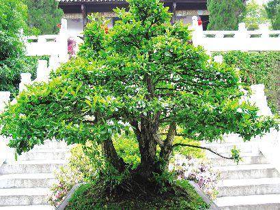 盆景家愿出价3万元购买火棘盆景 被婉拒