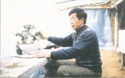 盆景艺术大师