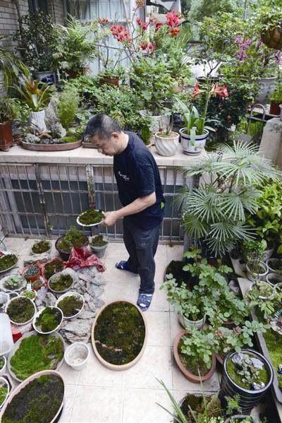 孙国雄和他的盆景王国