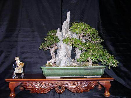 英国盆景艺术家