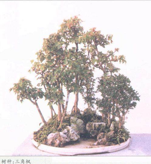 鲍家花园是目前安徽最大的盆景观赏园