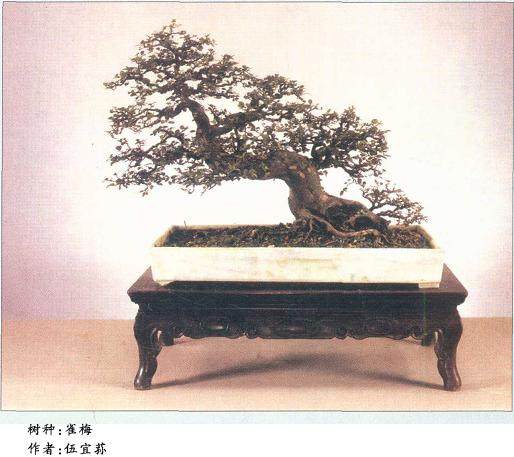 传统盆景