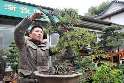 扬州市区有个盆景茶吧