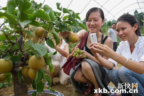 重庆市巫山县村民耗时3年研制推出水果盆景