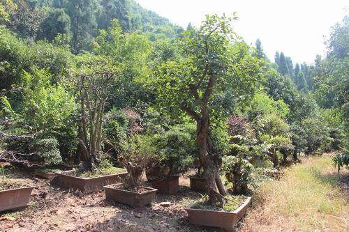 探访重庆鞍龙农业发展有限公司的生态盆景园