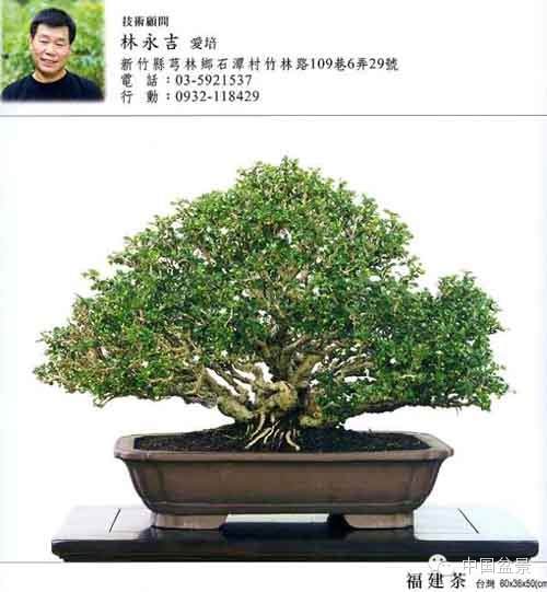 马来西亚盆景神韵欣赏与交流