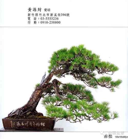 马来西亚盆景神韵欣赏与交流