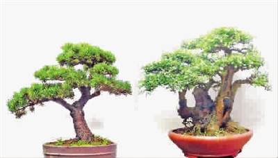盆景平台大 PK 巧心布置显神通